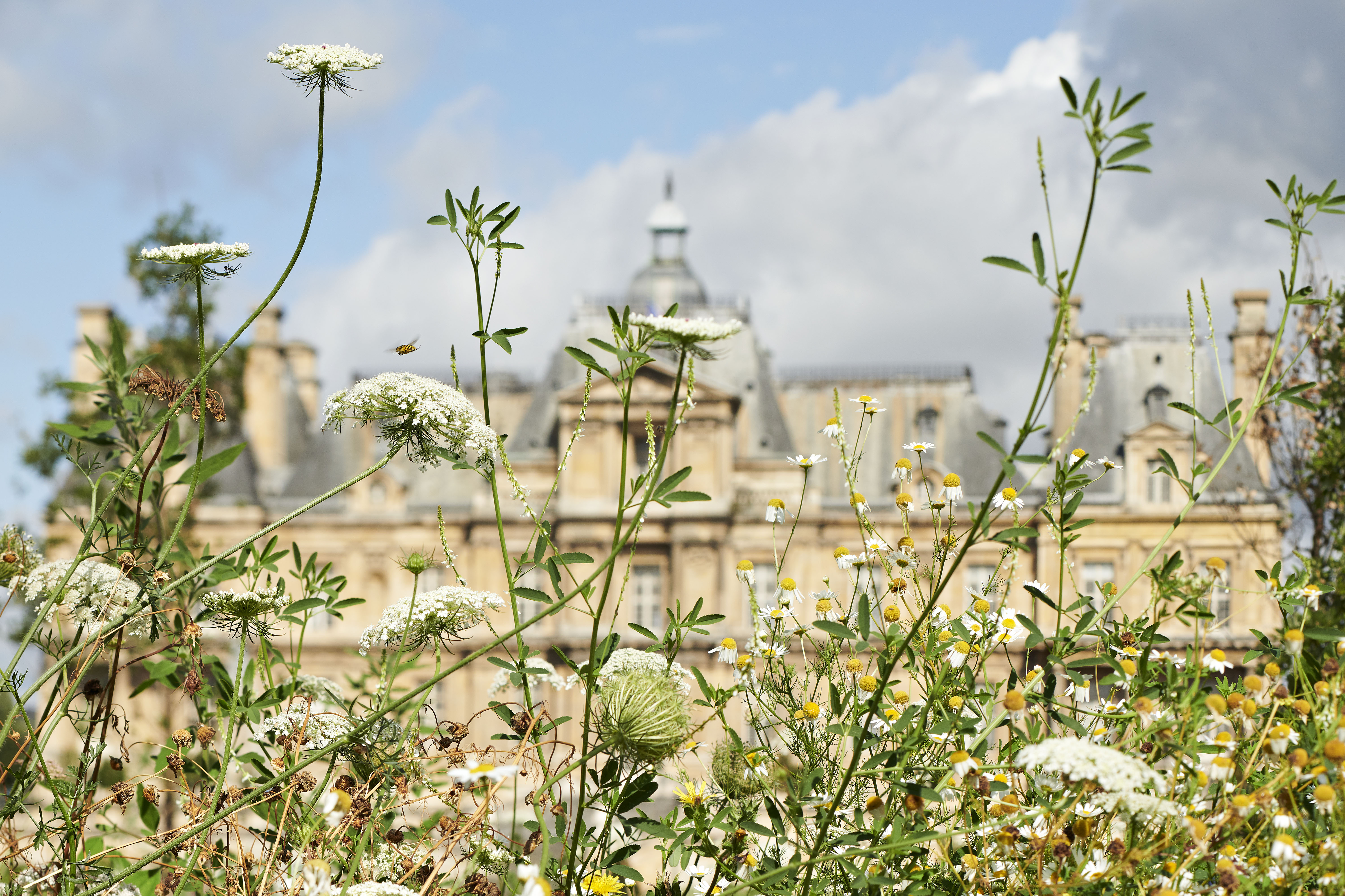 Rendez-vous aux jardins au château de Maisons, Yvelines, Ile-de-France