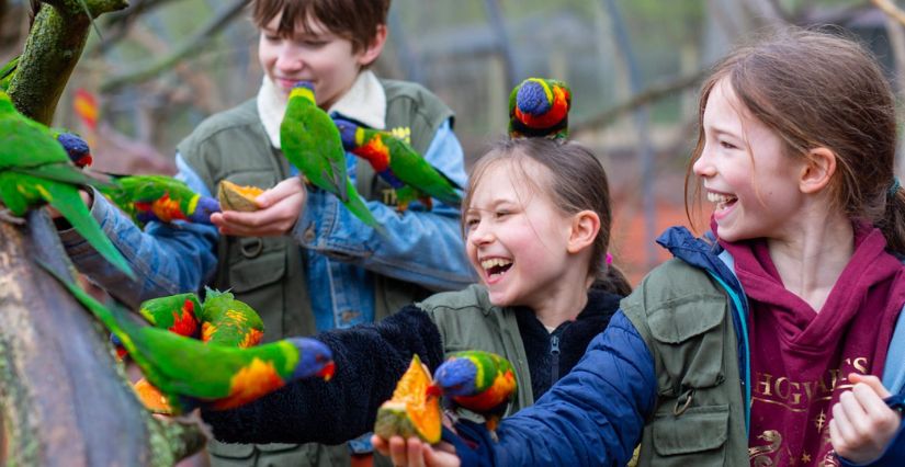 offrir des expériences dans les parcs animaliers à Noël