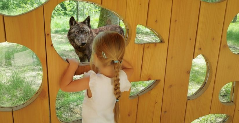 Petite fille observe un loup à l'Espace Rambouillet, Yvelines