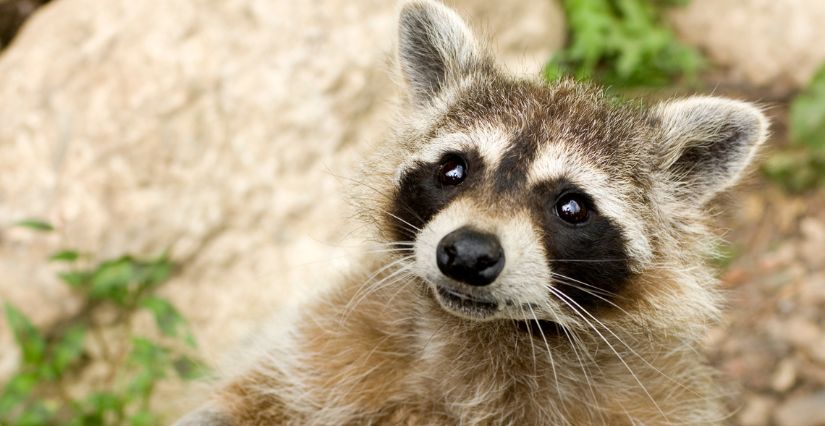 Des ratons laveurs arrivent en 2026 à l'Espace Rambouillet