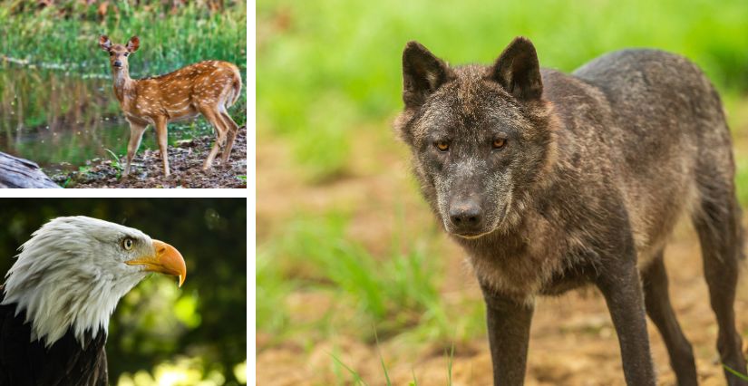 Espace Rambouillet : parc animalier à découvrir en Ile-de-France
