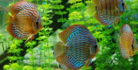 poisson dans l'aquarium Tropical de Paris