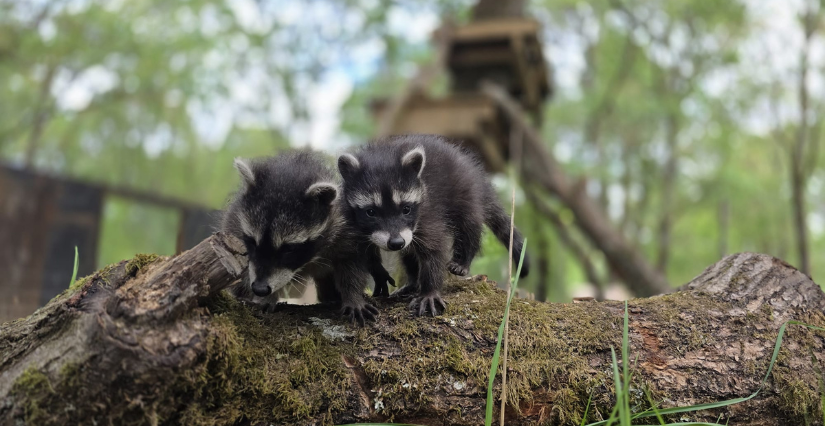 Bébés ratons laveurs de l'Espace Rambouillet