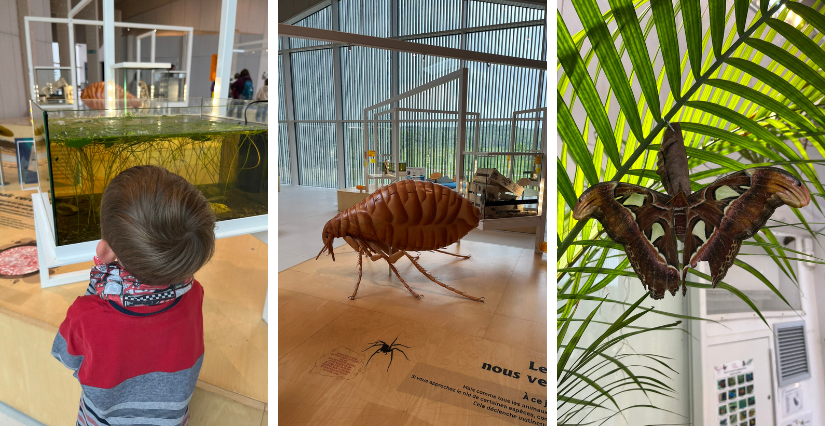enfant visitant la Maison des Insectes à Carrières-sous-Poissy (78)