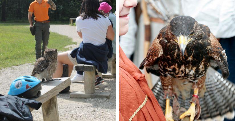 Rapaces de l'Espace Rambouillet (Yvelines)