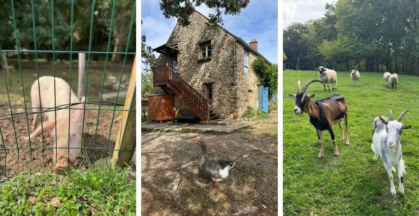 Animaux à voir à la Ferme du Bel Air dans l'Essonne