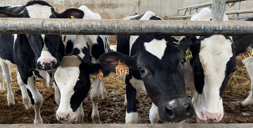 voir des vaches avec les enfants à la ferme de Viltain