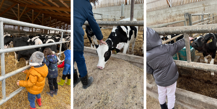 Découverte de la traite des vaches en famille à la ferme de Viltain, Jouy-en-Josas (Yvelines)