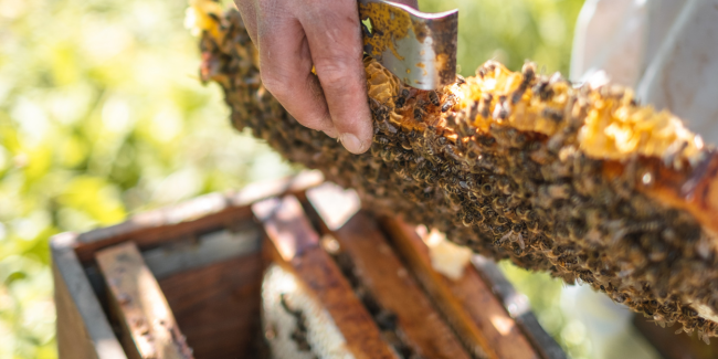 Visite de ruches avec Apijym à Poissy en Terres de Seine 