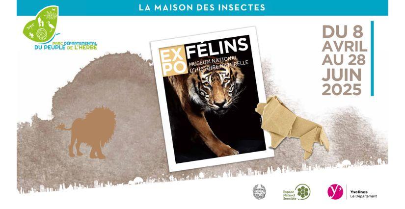 Exposition "Félins", Maison des insectes, Carrières-sous-Poissy (78) Exposition "Félins" : le Muséum national d’Histoire naturelle investit la Maison des insectes (78)