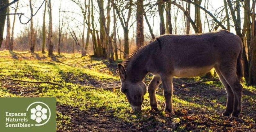 Balade contée avec l’âne Cadichon – une sortie nature gratuite en famille ! Balade contée avec l’âne Cadichon – une sortie nature gratuite en famille !