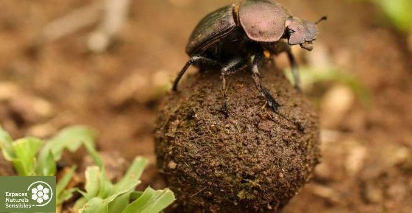 Les décomposeurs, sortie nature en famille, Forêt départementale de Sainte-Apolline à Plaisir (78)