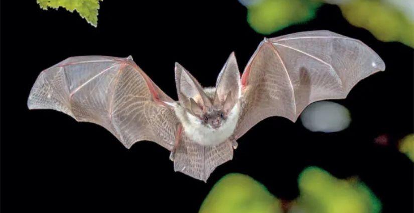 Nuit de la chauve-souris, sortie nocturne en famille, Domaine de Villarceaux à Chaussy (95)