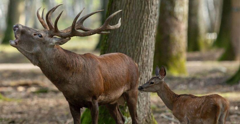 Espace Rambouillet, découverte du brame de cerf en famille dans le parc animalier des Yvelines (78)