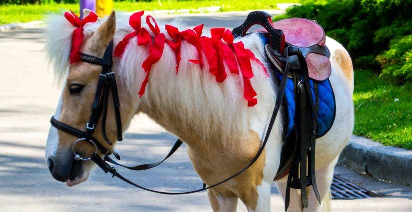 Carnaval à poney : une sortie festive aux Écuries de Cap'tain Brown (60)