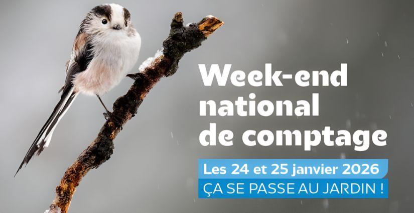 Week-end national de comptage des oiseaux des jardins : comptons en Ile-de-France !