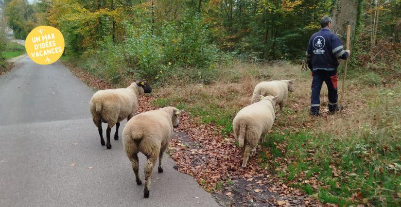Balade insolite : suivez le berger et ses brebis aux Mureaux (78)