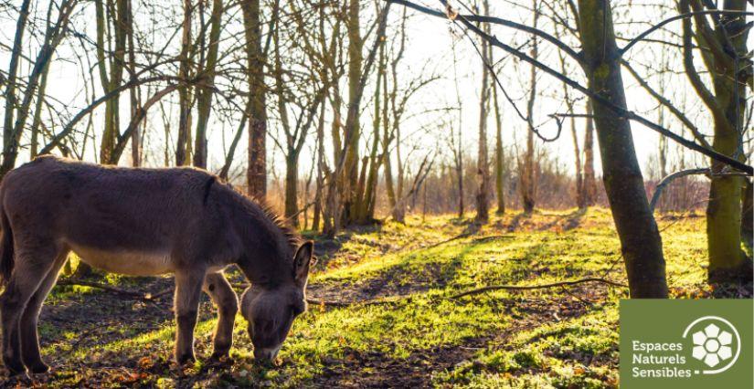 L'âne Cadichon découvre la forêt, une sortie gratuite en forêt dans les Yvelines (78)