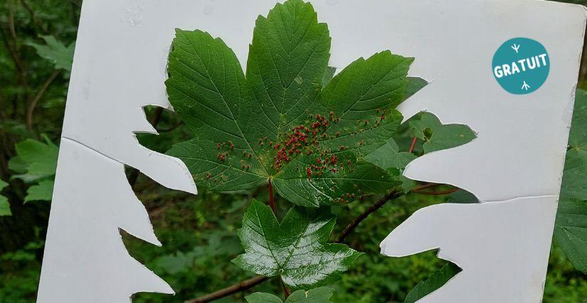 Balade « 5 sens arborés » au Parc départemental du Peuple de l'Herbe (78)