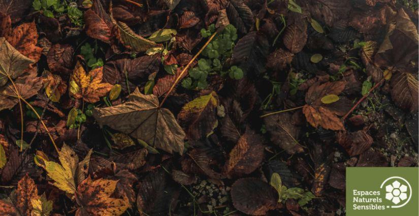 Atelier nature gratuit en famille : "Les décomposeurs" à Morainvilliers (78)