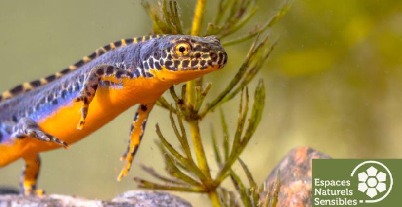 Les petites bêtes de l'eau à l'étang de Vaubersan (78)