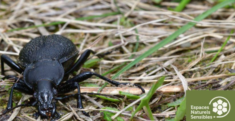 Sortie nature gratuite : "Ça s'active sous nos pieds" en Forêt départementale de Moussus-Saint-Laurent (78)