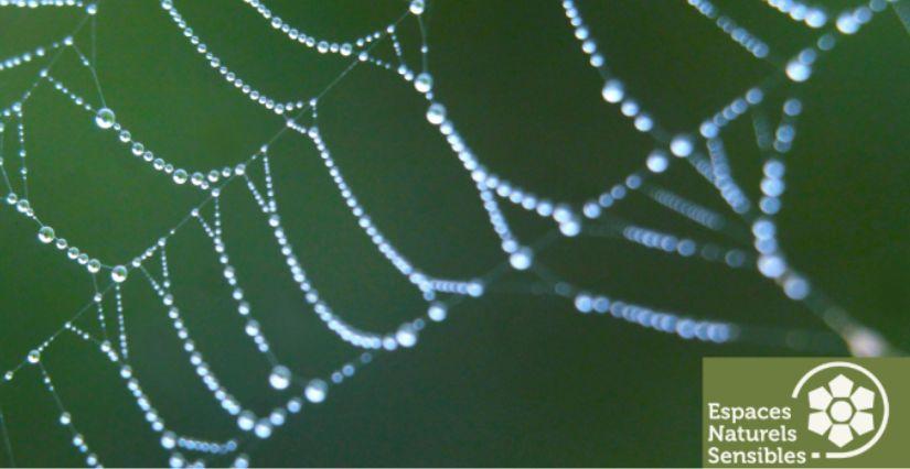À la découverte des araignées en Forêt départementale de la Madeleine (78)