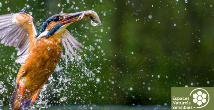Sortie nature en famille à la rencontre des oiseaux printaniers au Bout du Monde (78)