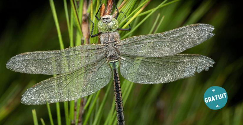 Fête de la Nature : découverte des libellules du plateau de Saclay (91)