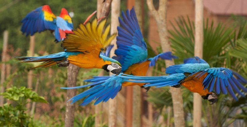Soirée nocturne en famille auprès des animaux de Parrot World (77)