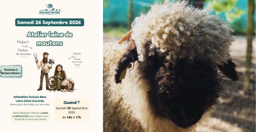 Ferme pédagogique Malowe Nature : atelier laine de mouton en famille (78)