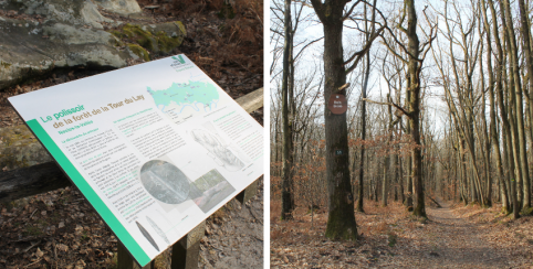 Bois de la Tour du Lay : en forêt avec les enfants à Nesles-la-Vallée (Val-d'Oise)