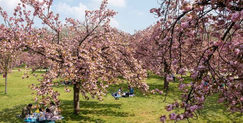 HANAMI, fête du printemps japonais au Domaine Départemental de Sceaux 