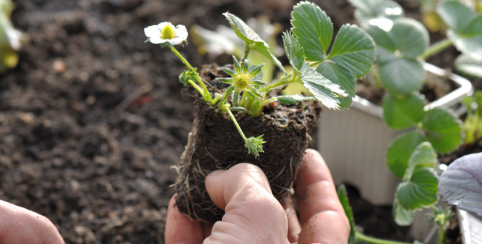 Atelier plantation de fraisiers pour les enfants à la Cueillette de Viltain (GRATUIT)