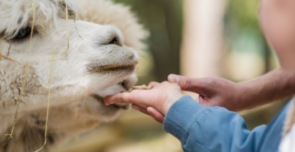 Malowe Nature : atelier enfant "apprenti fermier" dans une ferme pédagogique des Yvelines (78)